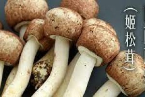 巴西菇的功效與作用
